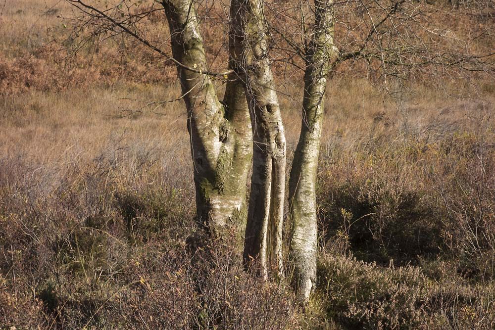 Little Wood, julian, konczak, photography, forest trip out, new forest, in search of a vista, autumn