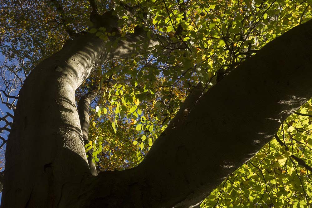 Little Wood, julian, konczak, photography, forest trip out, new forest, in search of a vista, autumn