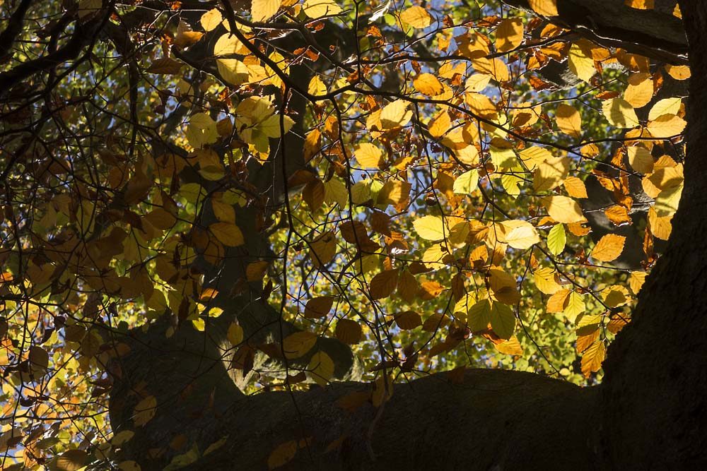 Little Wood, julian, konczak, photography, forest trip out, new forest, in search of a vista, autumn