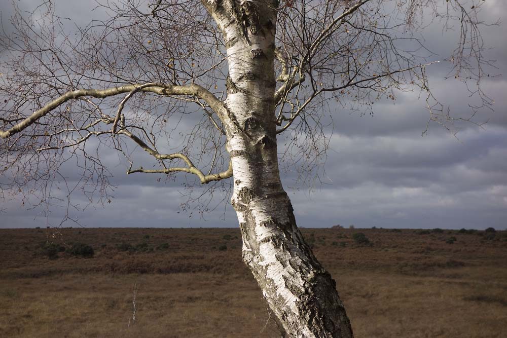 Little Wood, julian, konczak, photography, forest trip out, new forest, in search of a vista, autumn