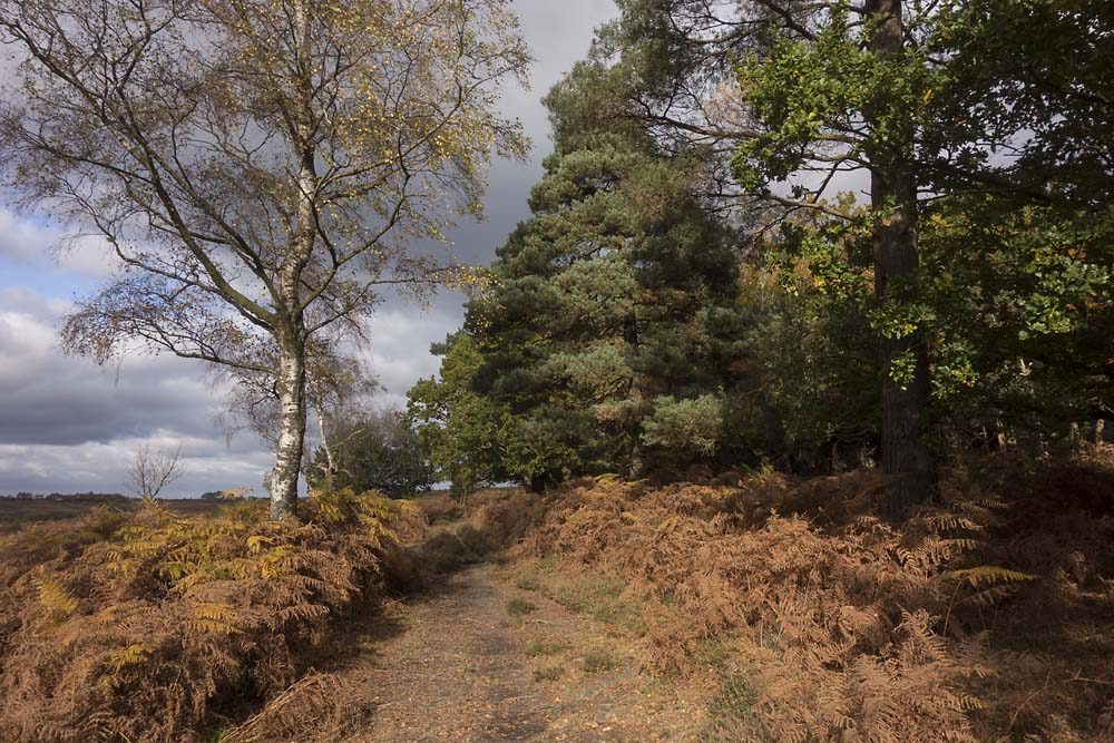 Little Wood, julian, konczak, photography, forest trip out, new forest, in search of a vista, autumn